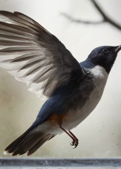 Bird keeps flying into window spiritual meaning